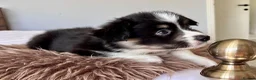 Welsh Corgi Pembroke dogs for sale: Stunning Fluffy Long-Haired (Fluffy) Corgi Puppies - Advert 6