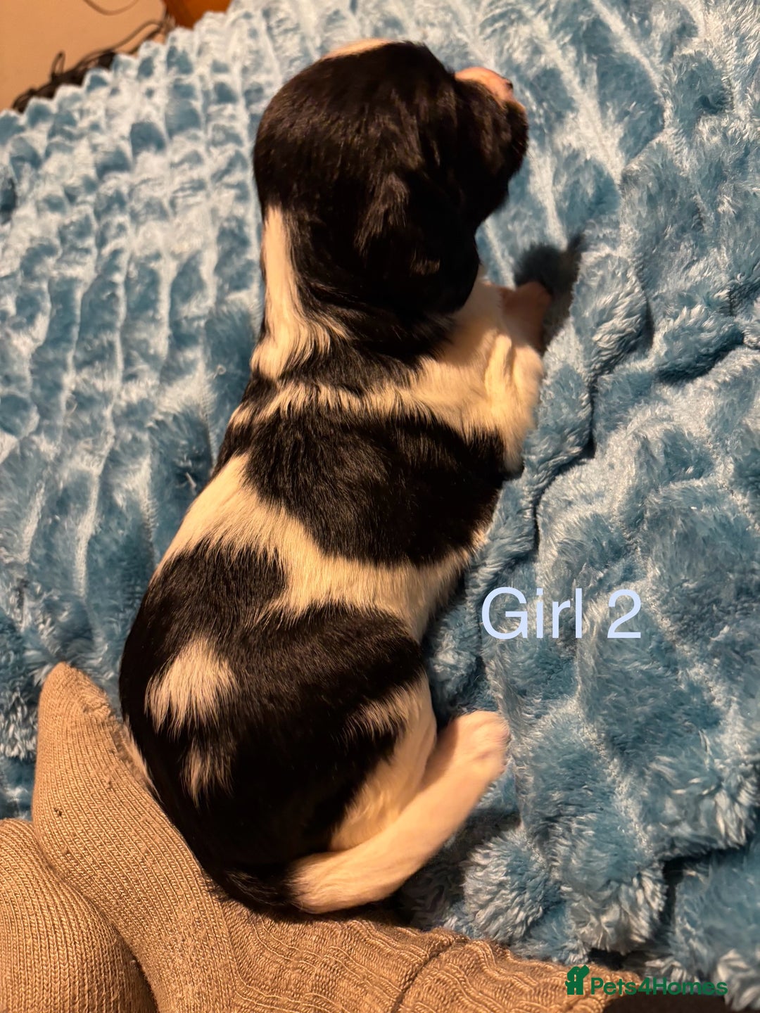 English Springer Spaniel dogs for sale: ✨ KC Registered English Springer Spaniel Puppies ✨ - Advert 18