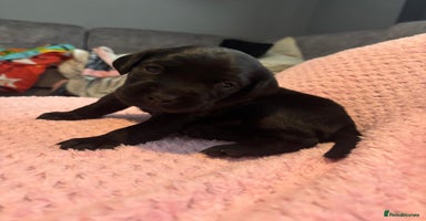 Labrador Retriever dogs - Advert 4