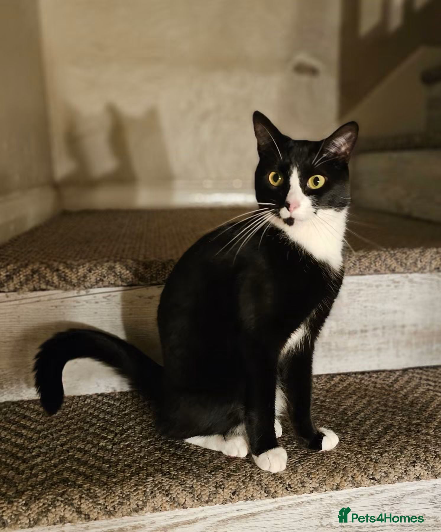 Mixed Breed cats Phoebe Looking For New Lap  - Advert 1