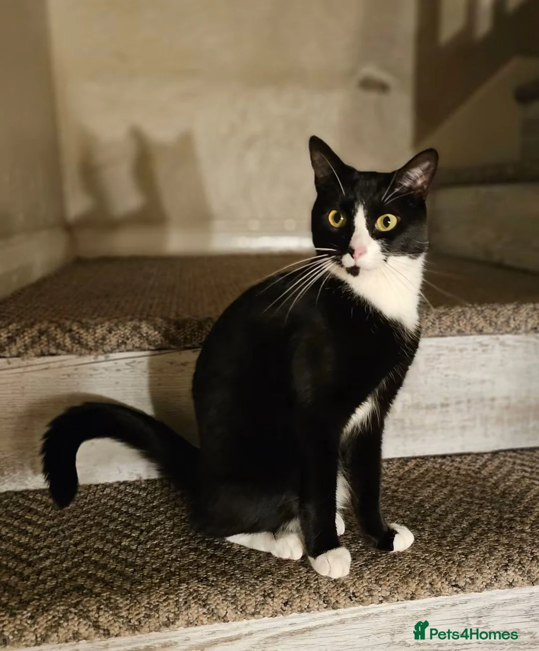 Mixed Breed cats for sale: Phoebe Looking For New Lap  - Advert 1
