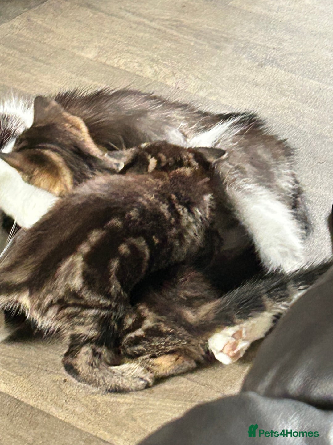 Mixed Breed cats for sale: 4 beautiful kittens looking for forever homes - Image 11