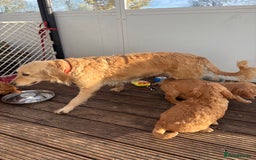 Golden Retriever dogs for sale: KC Registered Golden Retriever Puppies - Image 20