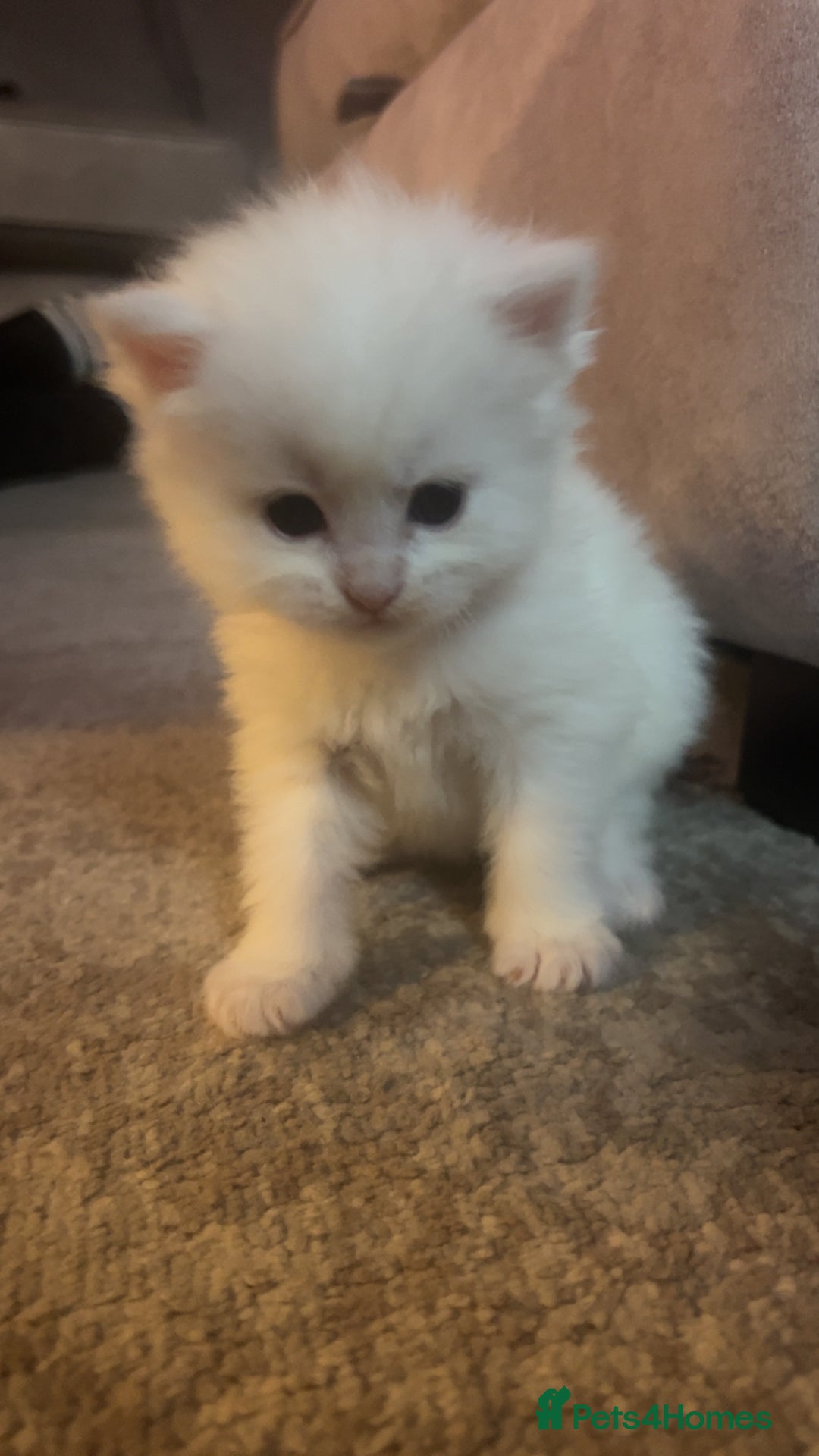 Maine Coon cats for sale: Maine coon kittens for sale  - Advert 9