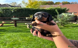 Dachshund dogs for sale: Kc standard Black and Tan dachshunds - Image 11