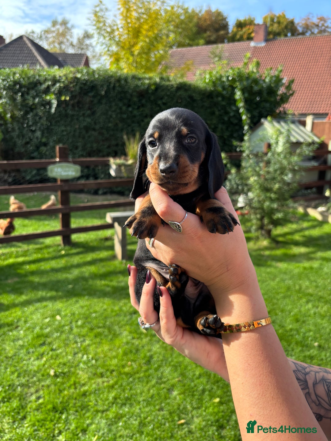 Dachshund dogs for sale: Kc standard Black and Tan dachshunds - Image 11