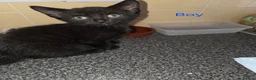 Mixed Breed cats for sale: Kittens looking for their forever homes - Advert 24