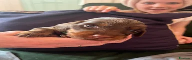 Dachshund 1