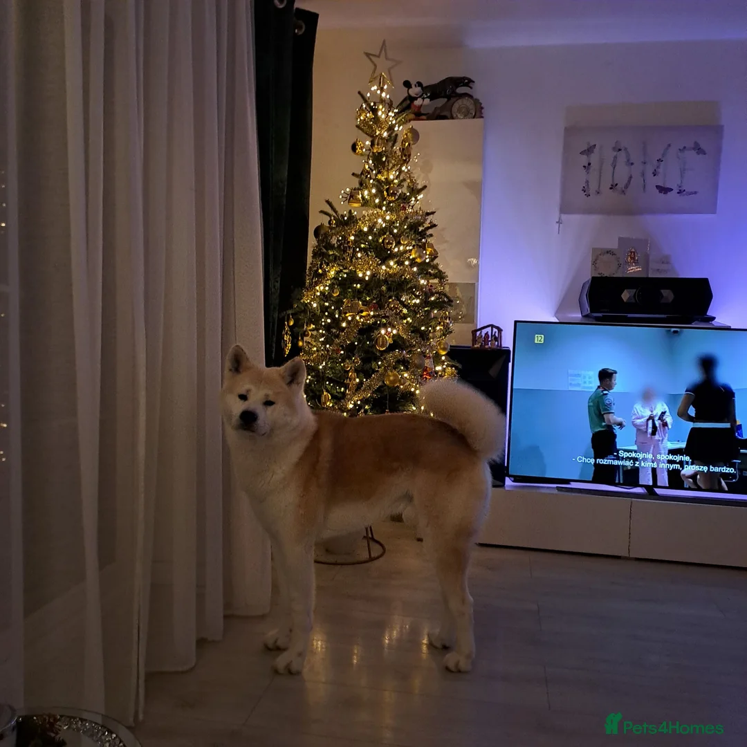 Japanese Akita Inu dogs for stud: Akita inu red - Advert 1