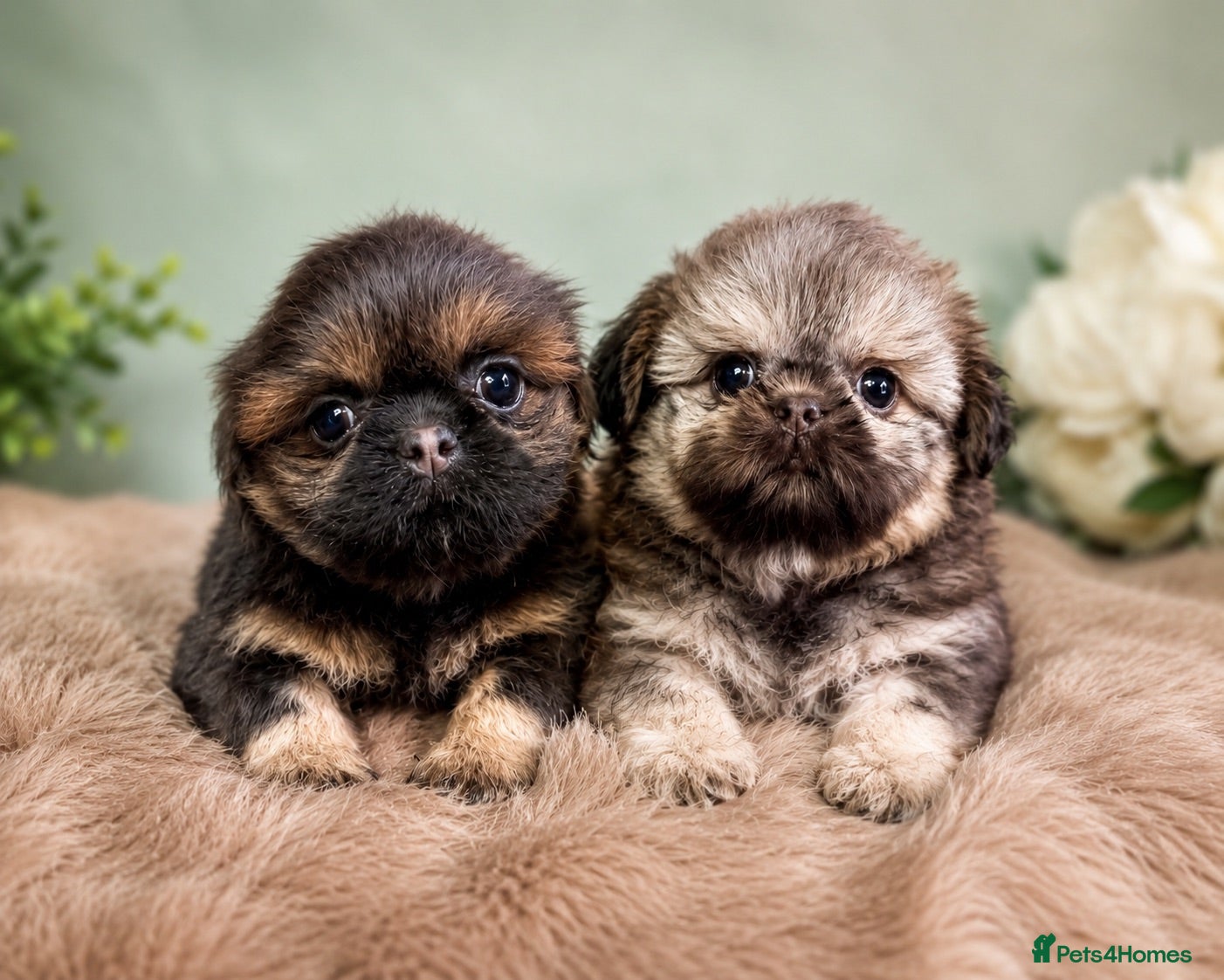 Shih Tzu dogs Beautiful Imperial Shih Tzu Boys  - Advert 3