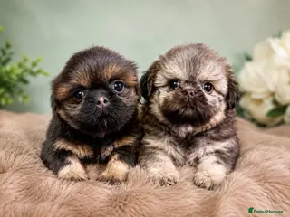 Shih Tzu dogs Beautiful Imperial Shih Tzu Boys - Advert 3