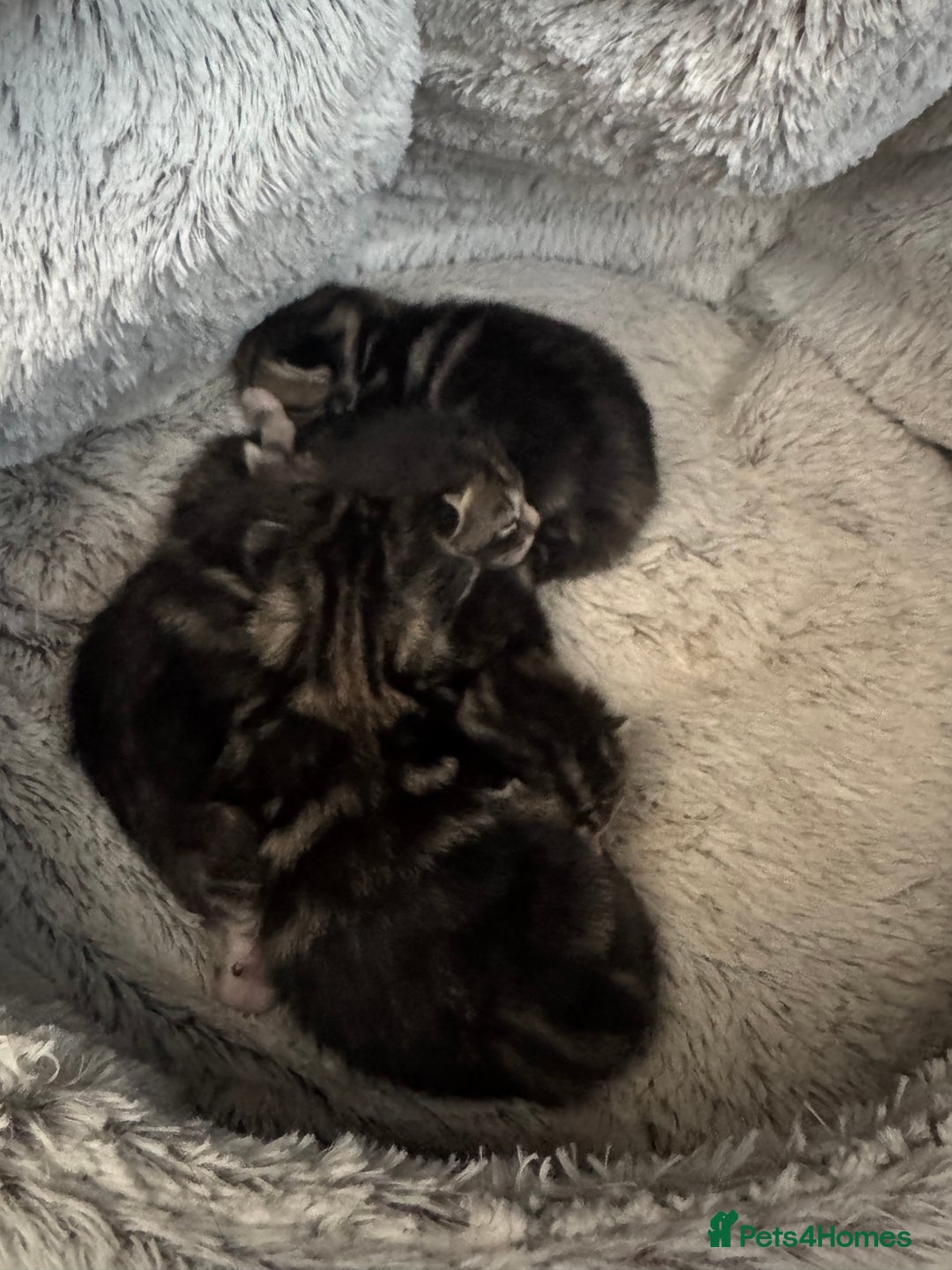 British Shorthair cats for sale: Cute little tabbies ready for their new home. - Image 2
