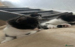 Mixed Breed cats for sale: Beautiful marking very fluffy  - Image 27