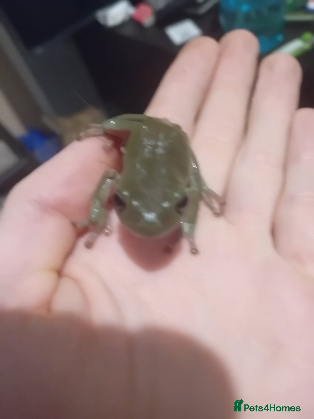 Frog reptiles for sale: Seeing white tree frogs - Advert 2