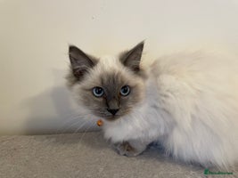 Ragdoll cats - Advert 3