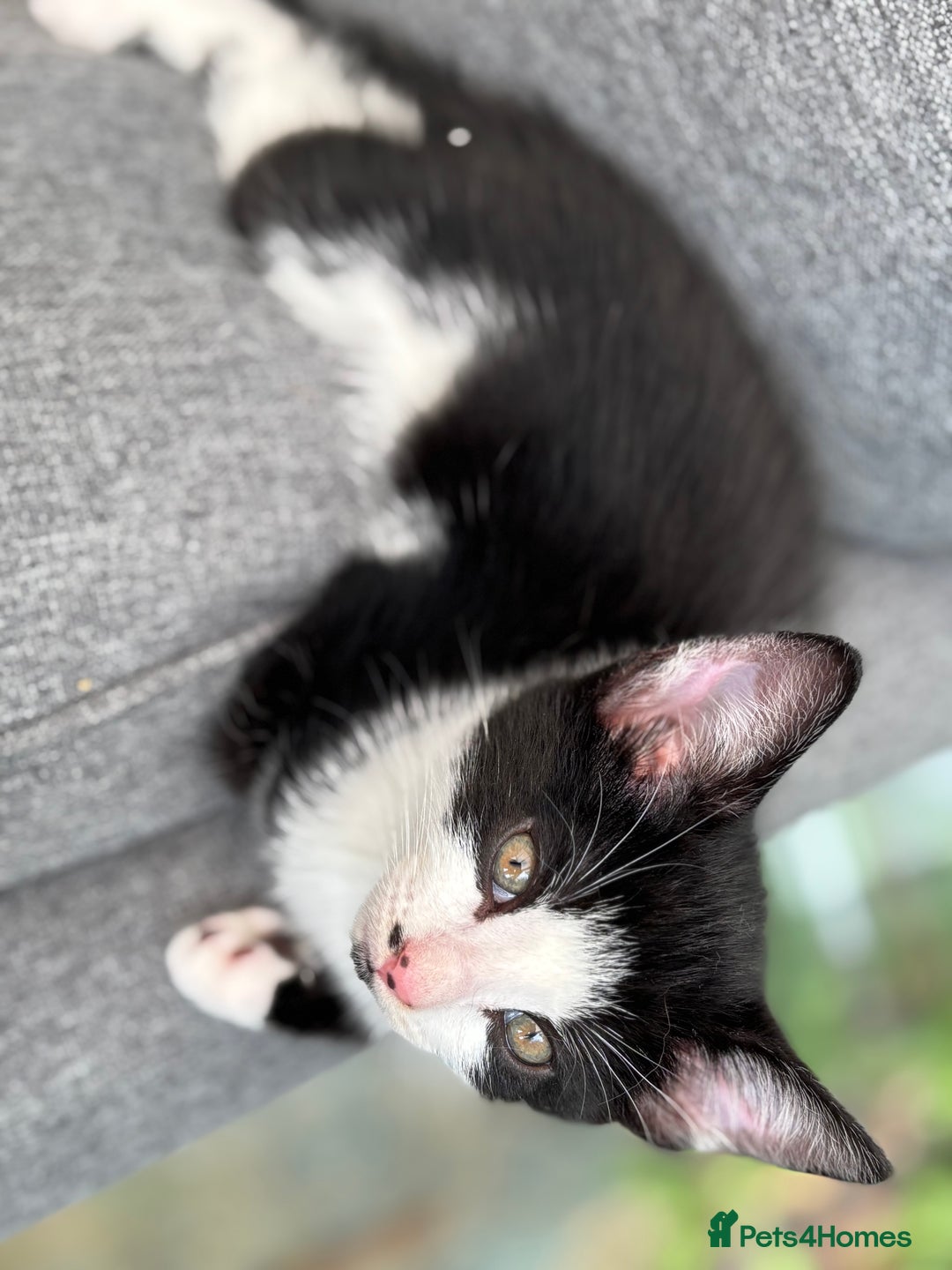 Domestic Shorthair cats for sale: Beautiful friendly Kittens  - Image 23