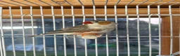 Finches birds for sale: Stunning finches - Zebras, javas, manakins  - Advert 19