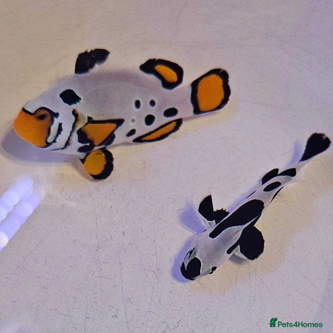 Other/Mixed Breed fish for sale: Designer Clownfish Pair (Frostbite & Black Storm) - Advert 5