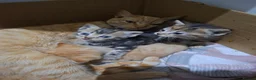 Mixed Breed cats for sale: 3 Kittens - Advert 9