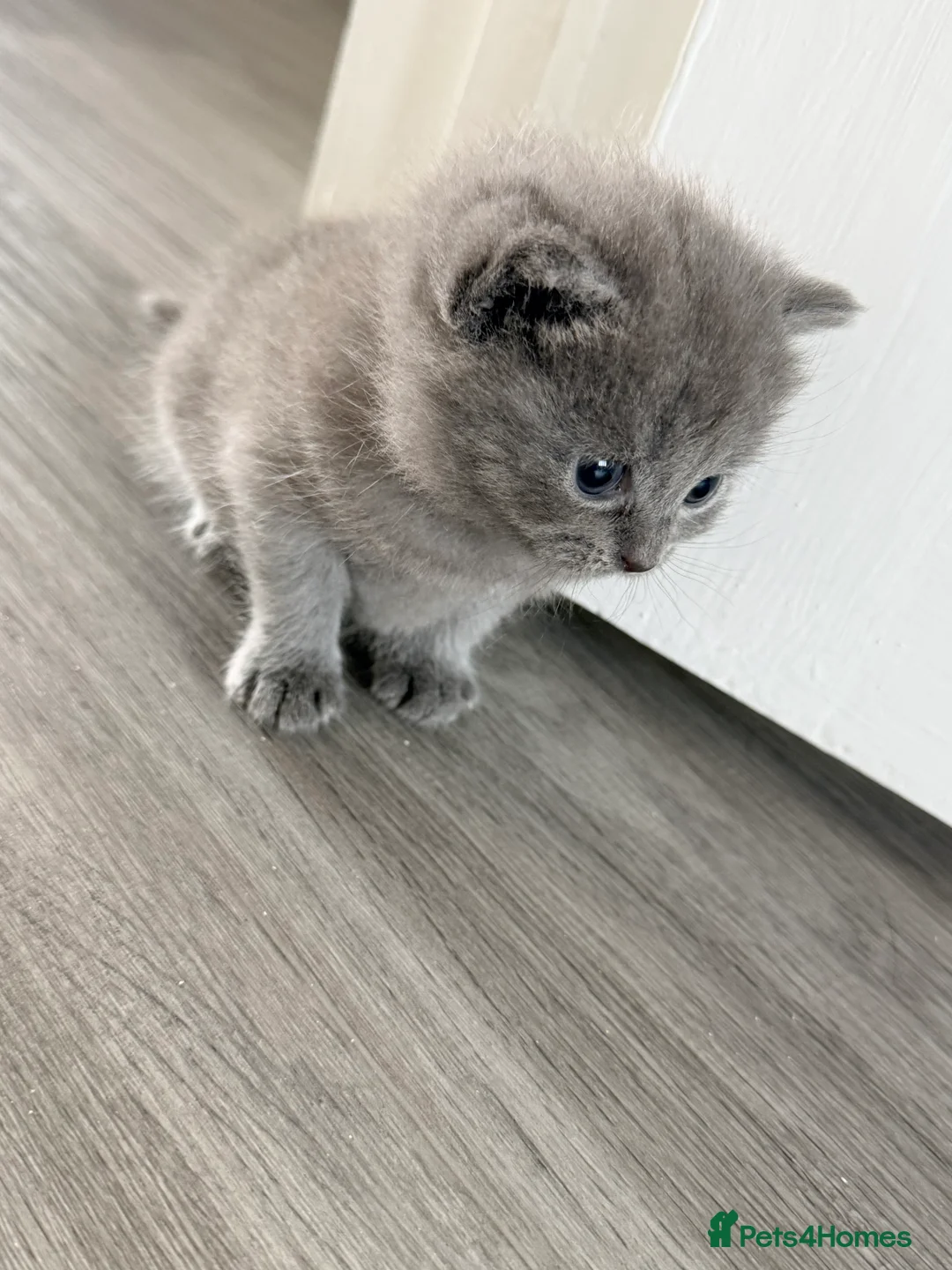 British Shorthair cats for sale: Mixed breed BSH in Slough - Advert 2