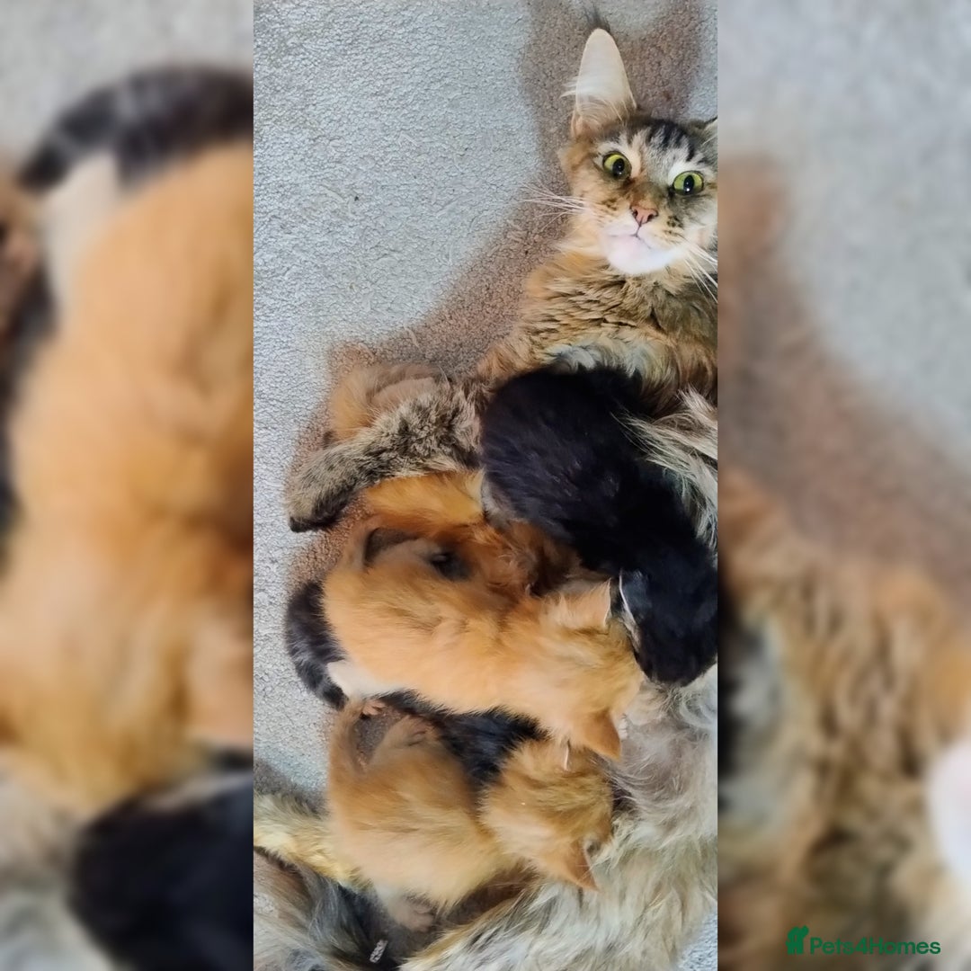 Maine Coon cats for sale: LAST 2! Ginger Girl & Boy full Maine Coon Kittens - Advert 11