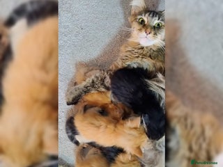 Maine Coon cats 5 beautiful full Maine Coon kittens for sale - Advert 9