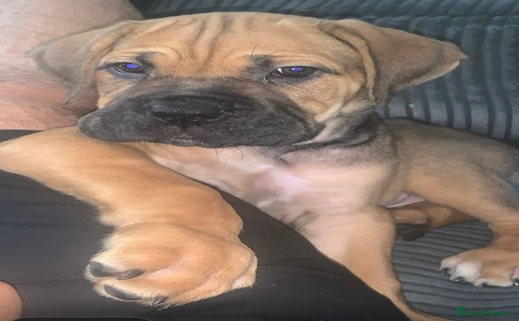 Cane Corso dogs - Advert 10
