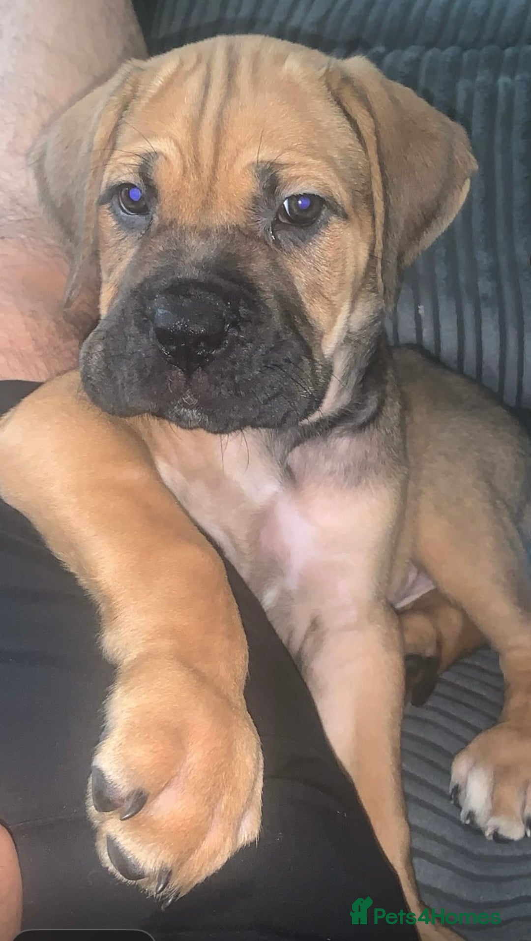 Cane Corso dogs for sale: 5 beautiful cane corso puppies nearly ready to go  - Image 1