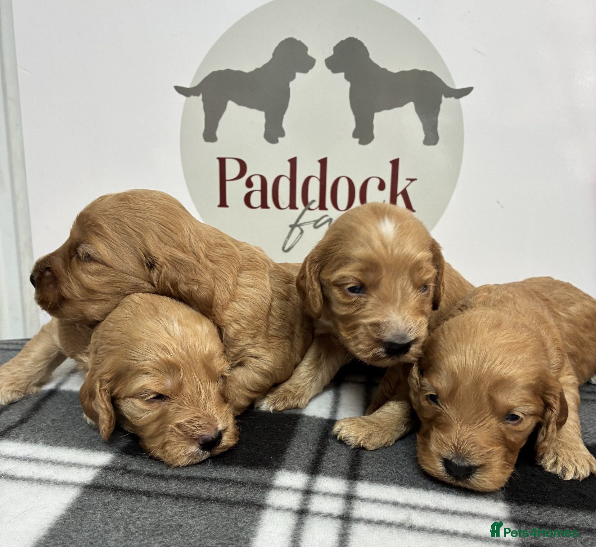 Cockapoo dogs 🌟 Gorgeous F1 Cockapoo puppies 🌟 - Advert 1
