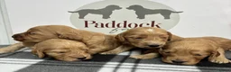 Cockapoo dogs for sale: 🌟 Gorgeous F1 Cockapoo puppies 🌟 - Advert 1