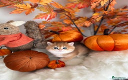 British Shorthair cats for sale: Golden British Shorthair  - Image 21