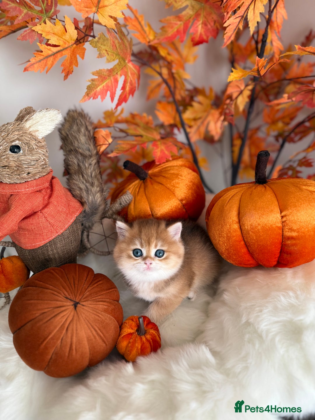 British Shorthair cats for sale: Golden British Shorthair  - Image 21