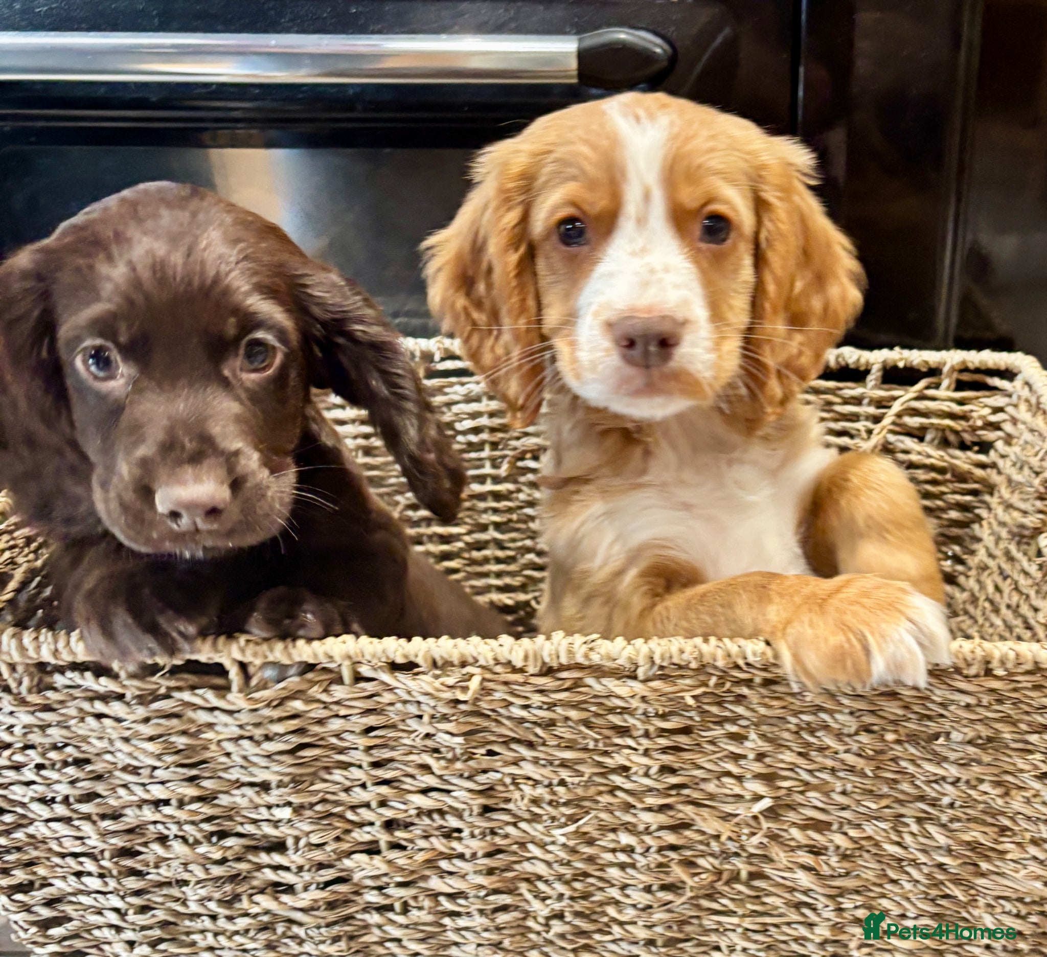 Cocker Spaniel dogs 🐾** Ready Now** Working RKC Cockers Puppies🐾 - Advert 1