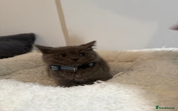 British Longhair cats for sale: Beautiful blues - Image 14