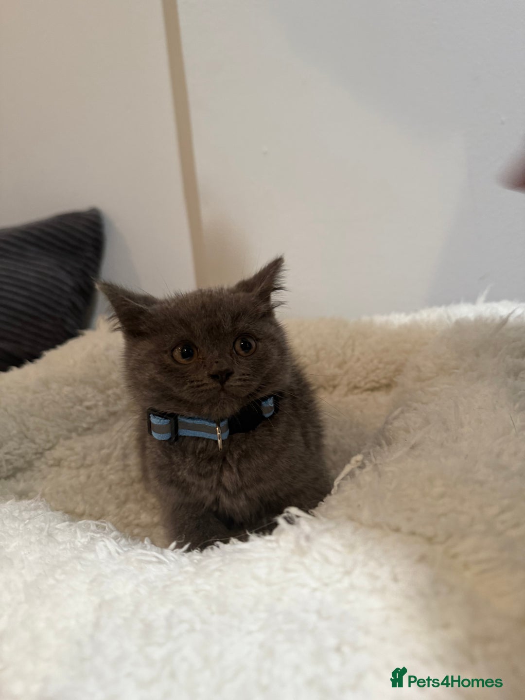 British Longhair cats for sale: Beautiful blues - Image 14