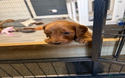 Labradoodle dogs for sale: Gorgeous Red Mini Labradoodles last one - Image 20