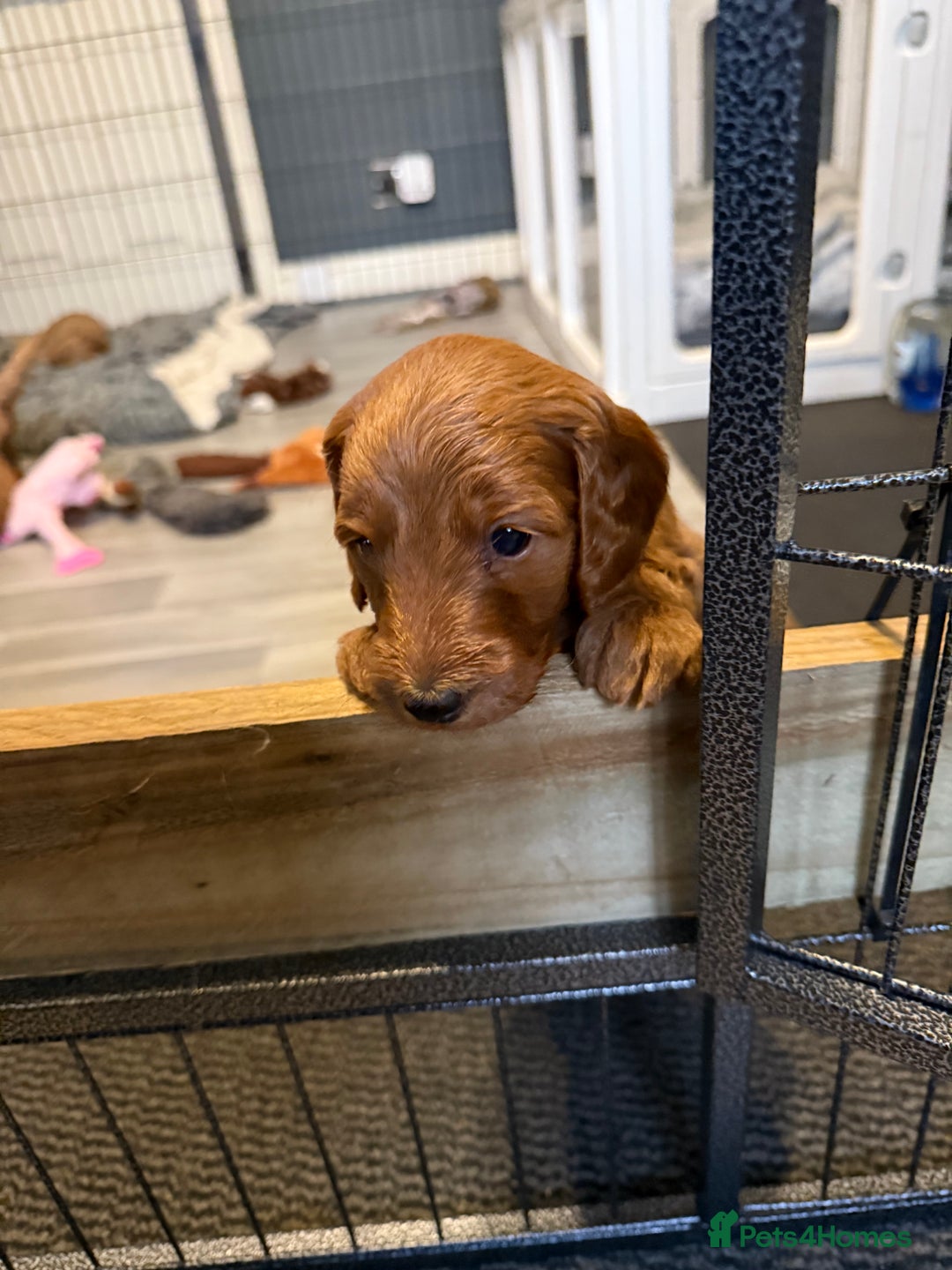 Labradoodle dogs for sale: Gorgeous Red Mini Labradoodles last one - Image 20