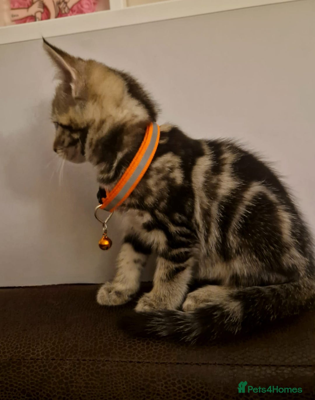 Mixed Breed cats for sale: Adorable kittens in London(SE18)😻❤️😻 - Advert 4