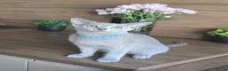 Russian Blue cats for sale: Tica Registered Russian Blue kittens  - Advert 13
