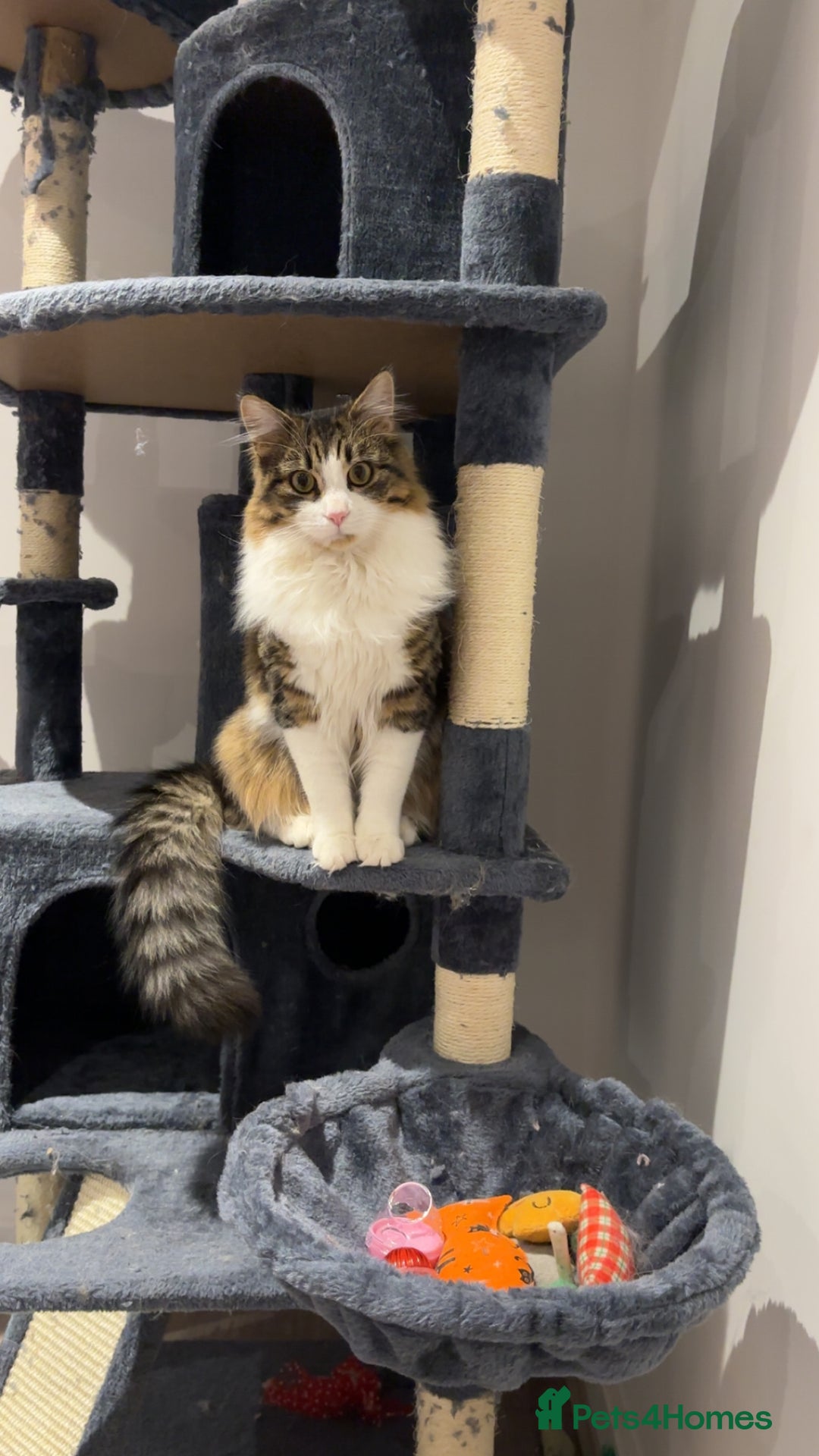 Mixed Breed cats for sale: Wolfie  - Advert 13