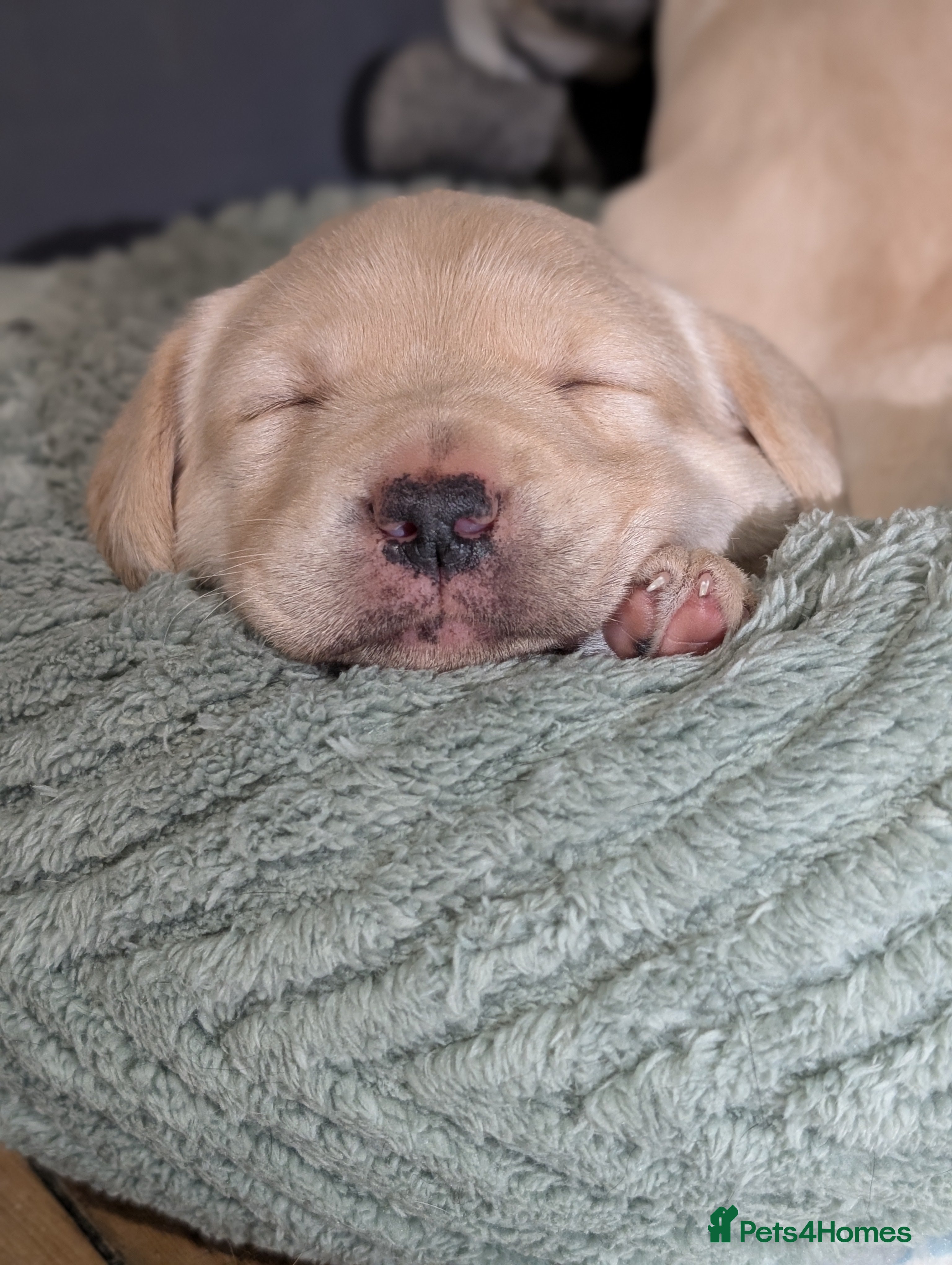 Labrador Retriever dogs Gorgeous Labrador puppies from good working lines  - Advert 11