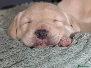 Labrador Retriever dogs Gorgeous Labrador puppies from good working lines - Advert 11