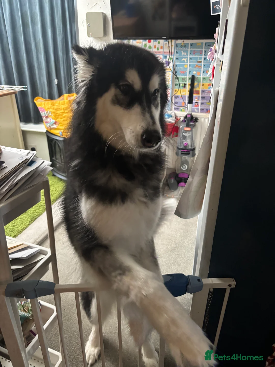 Alaskan Malamute dogs for sale: Rehoming our beautiful dog Molly - Advert 2