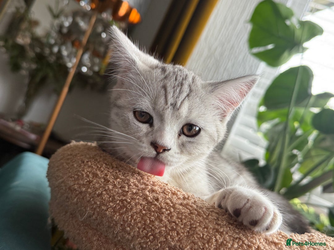 Persian cats for sale: Half Persian Beautiful Kittens  - Image 9