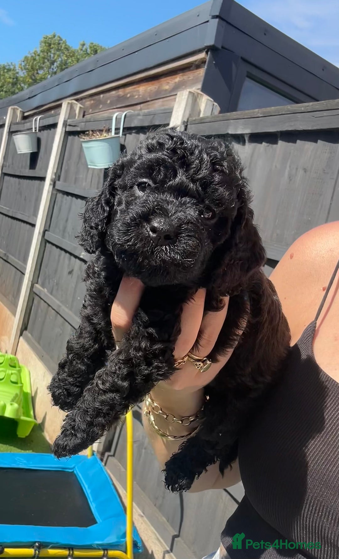 Cockapoo dogs for sale: F1b Cockapoo  - Image 11