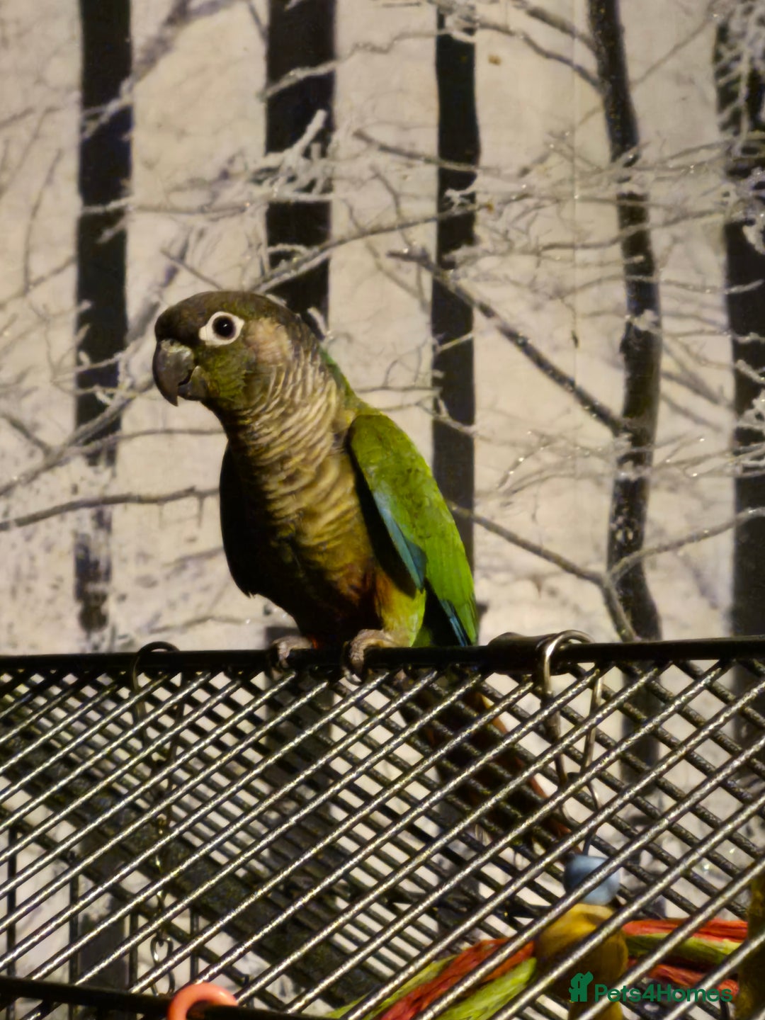 Conures birds for sale: Pair of black capped conures  - Image 4