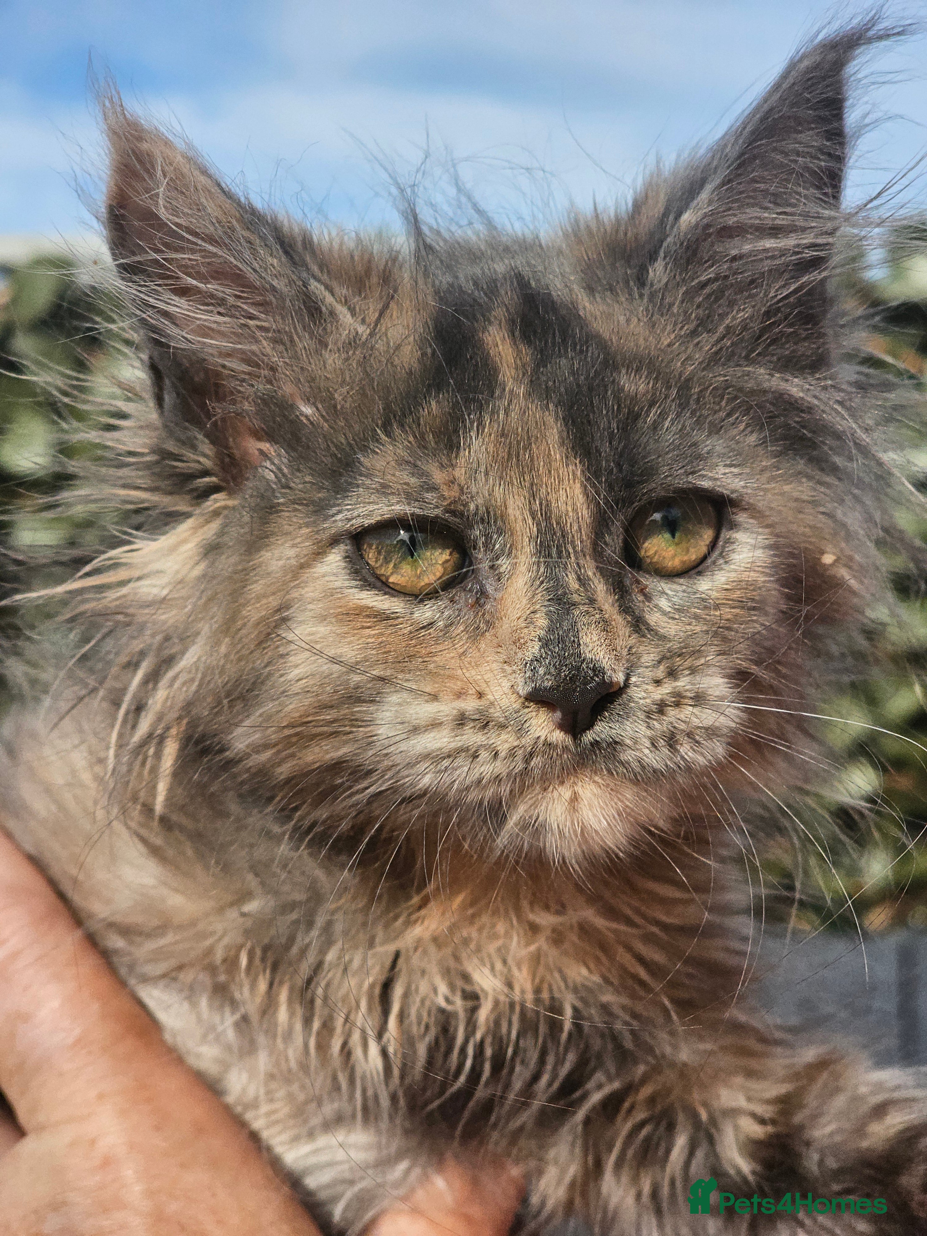 Maine Coon cats Tica maine coon babies from heath tested parents - Advert 2