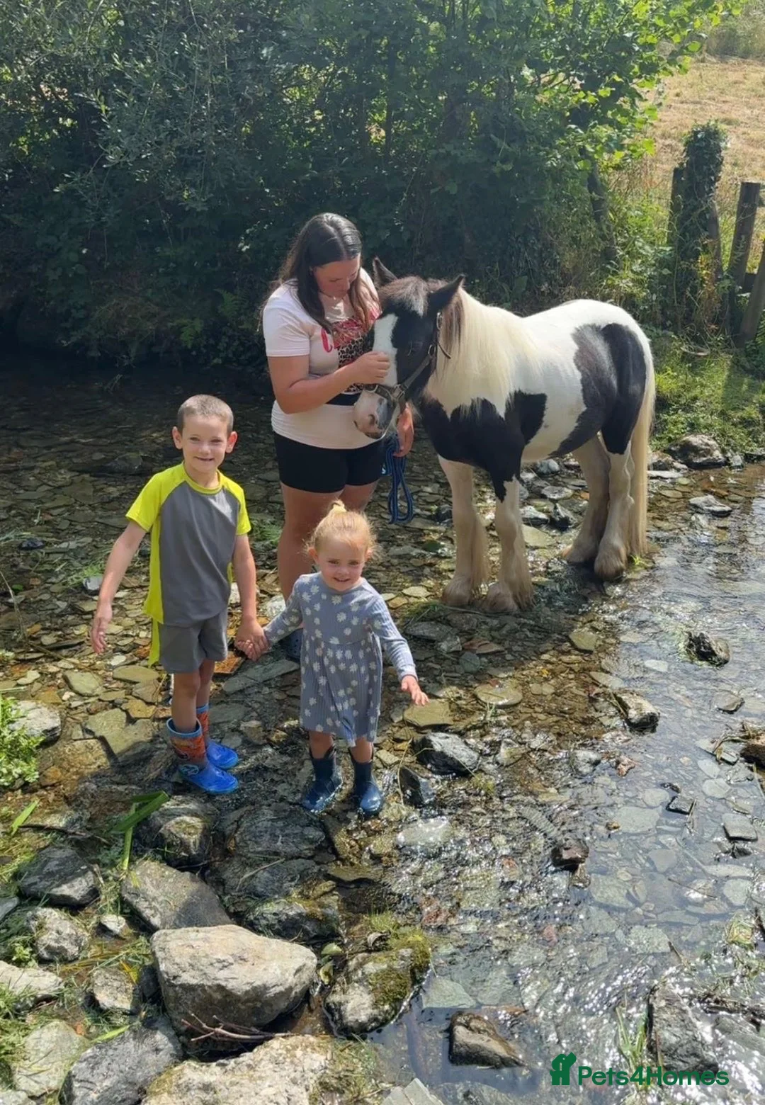 Irish Cob horses for sale: 🐴💙 SIMPSON – 20 MONTH OLD COB GELDING 💙🐴 - Advert 2