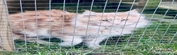 Maine Coon cats for stud: GCCF & Tica Registered Cream Smoke Maine Coon in Spalding - Advert 4