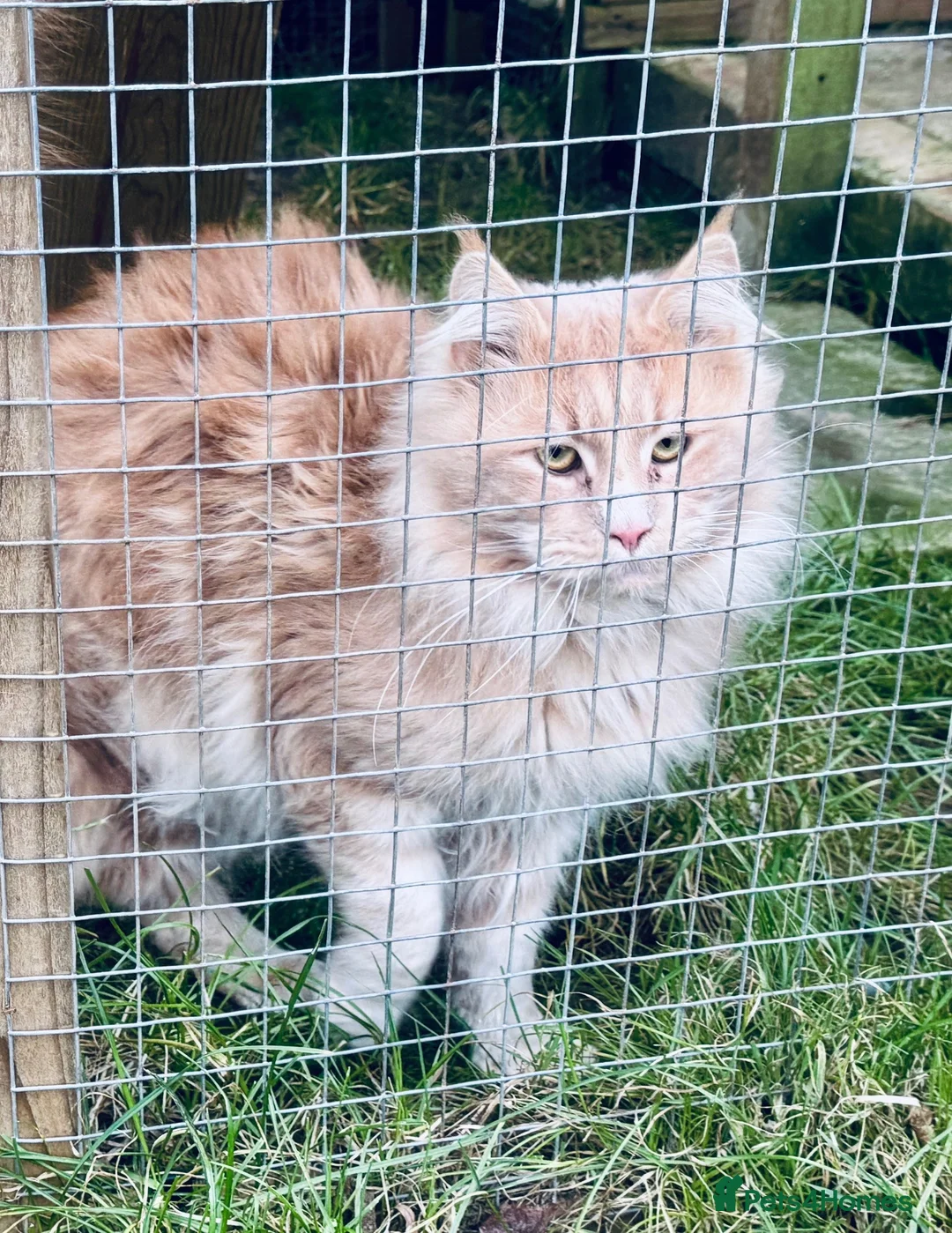 Maine Coon cats for stud: GCCF & Tica Registered Cream Smoke Maine Coon in Spalding - Advert 5
